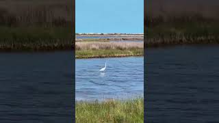 Enjoying the wildlife with a view 🌾🕊️ #nc #visitnc #obx #travel #kayaking #wildlife #wildnature