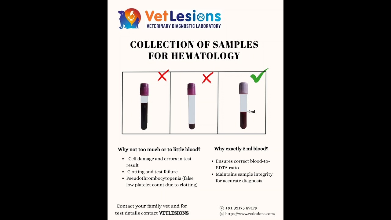 Correct Blood Volume for Hematology Samples | Veterinary Lab Tips by VetLesions 