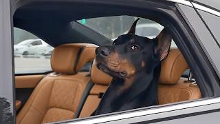 I Wasnt Prepared For The Dogs Attitude Funny Dog Videos 2026