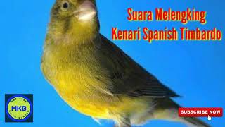 Masteran Kenari Spanish Timbrado Durasi Panjang Lagu Mewah