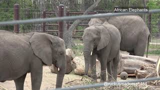 African Elephants Picture Slideshow