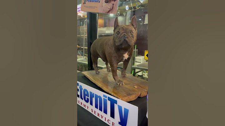 Will You Preserve Your Beloved Dead Pet Thru Taxidermy? 🐕 #shorts #taxidermy #dog #pets
