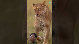 #facts never mess with Lion #shorts