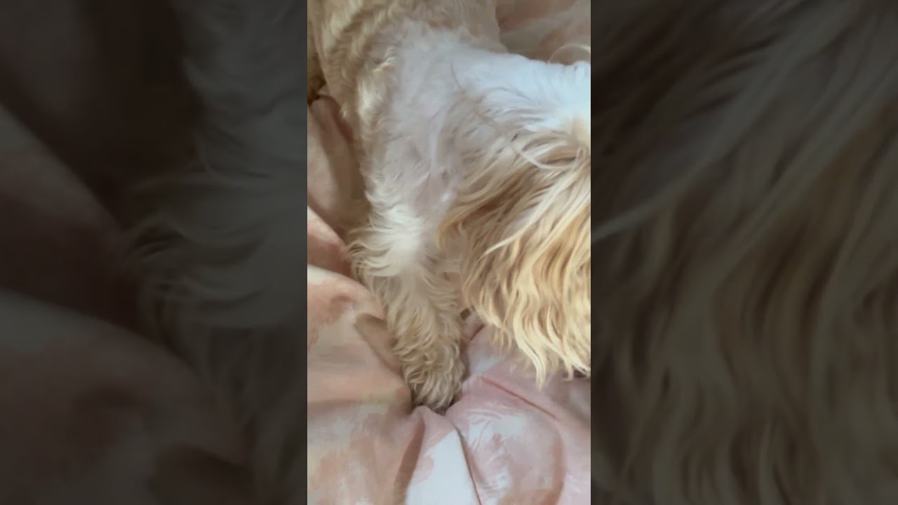 Falkor playing ball in the house