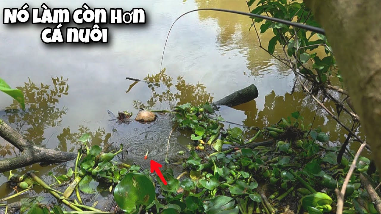 Tập 138B - Ngồi 1 Chỗ Giật Hoài Không Hết Cá, Lần Đầu Gặp Ổ Cá Như Này Luôn | Câu Cá Rô Đồng