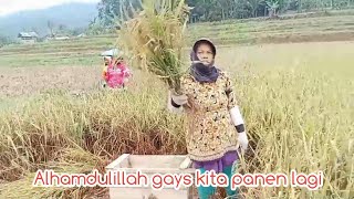 Suasana Panen Padi Di Persawahan Kampung Coo Barat