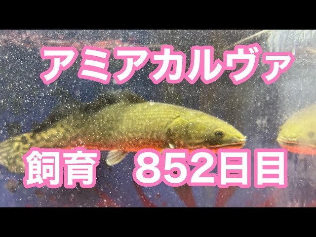 古代魚】アミアカルヴァ852日目 - YouTube