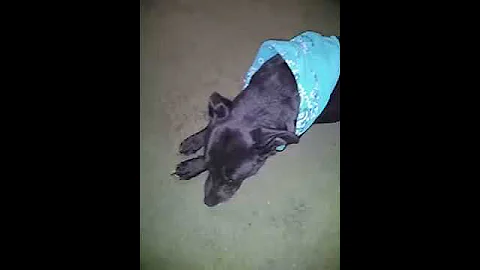 The BEST dogs in the world