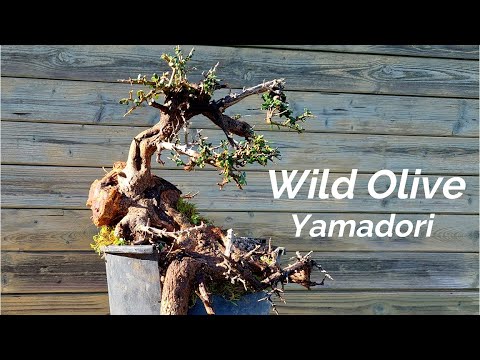 Michelangelo Bonsai - YouTube