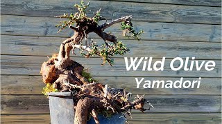 Il bonsai da alberi yamadori | episode 2