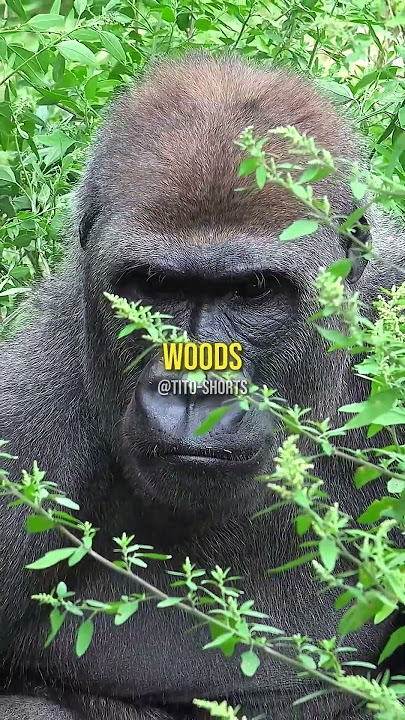 Joe Rogan went BIGFOOT HUNTING🏹