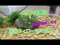 メダカピンポンパール水槽に南米ウィローモス投入 水草は有害な毒素を吸収しますWaterweed Java moss メダカピンポンパール水槽に南米ウィローモス投入 水草は有害な毒素を吸収しますWaterweed Java moss