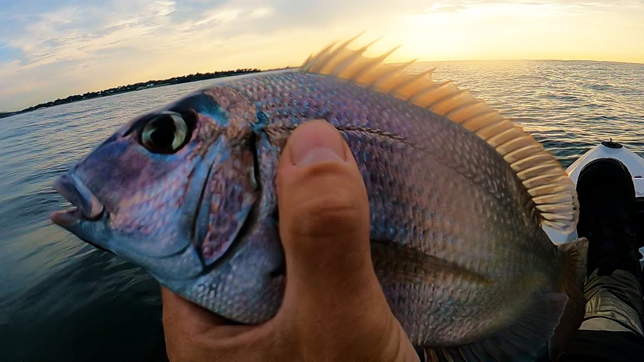 Hogy Epoxy Jigs & Gulp! Sandworms for Porgy and Sea Bass 