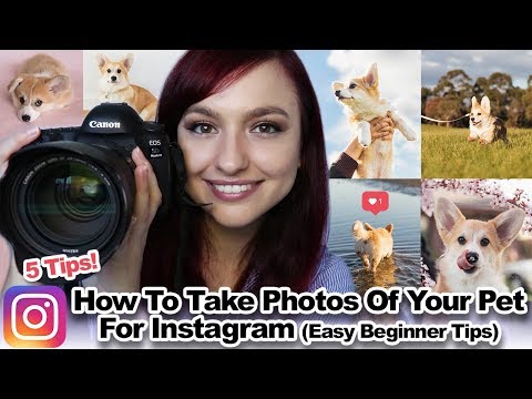 How To Take Photos Of Your Pet For Instagram | Easy Beginner Tips