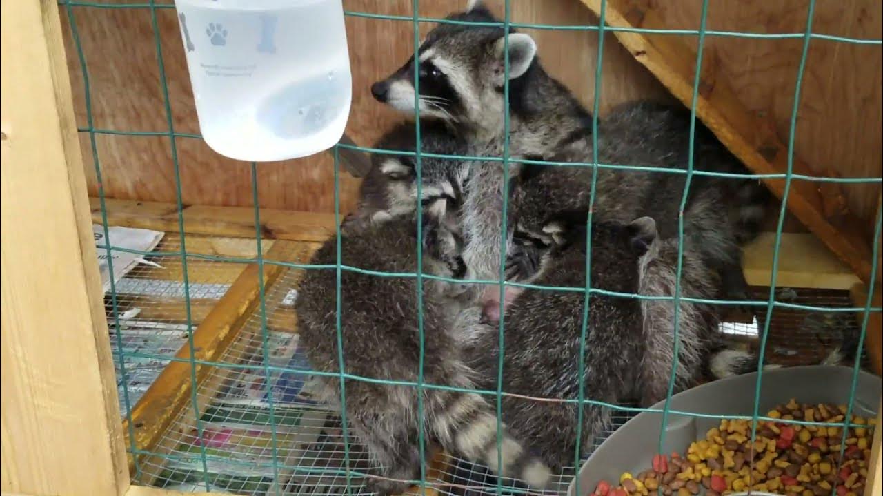 Unbelievable Experience NAWTY Girl Raccoon nursing early morning YouTube