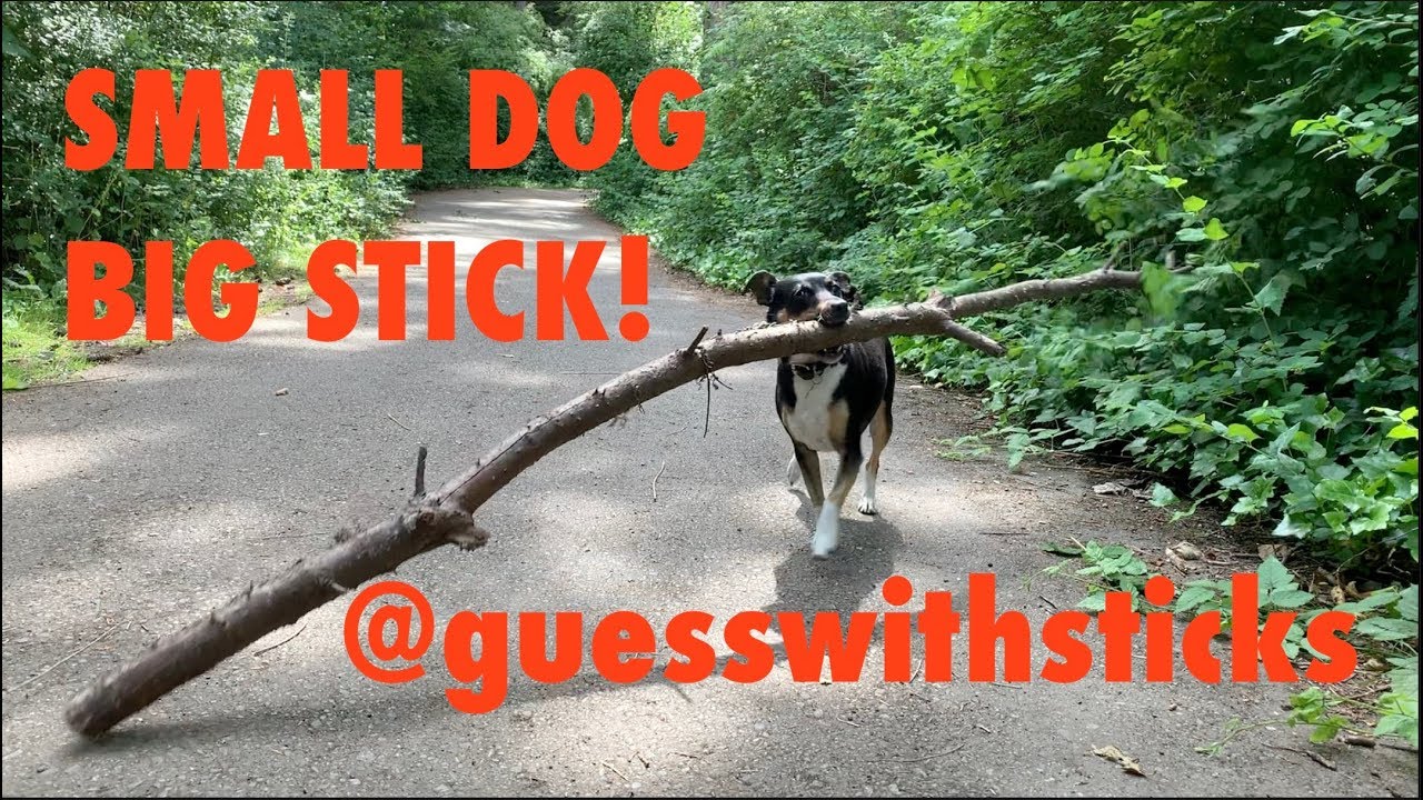 Episode 96 Small dog, big stick. Little terrier effortlessly lifts