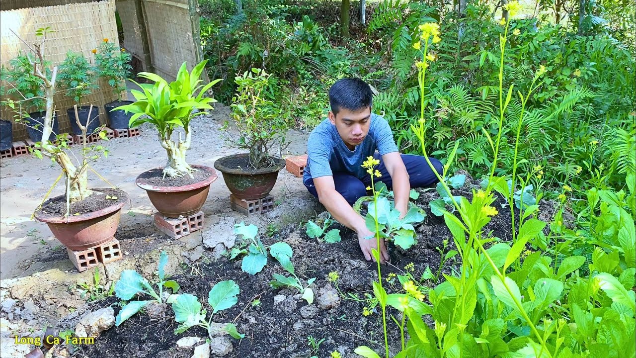 Harvesting and enjoying mangoes, growing cabbage | Long Ca Farm