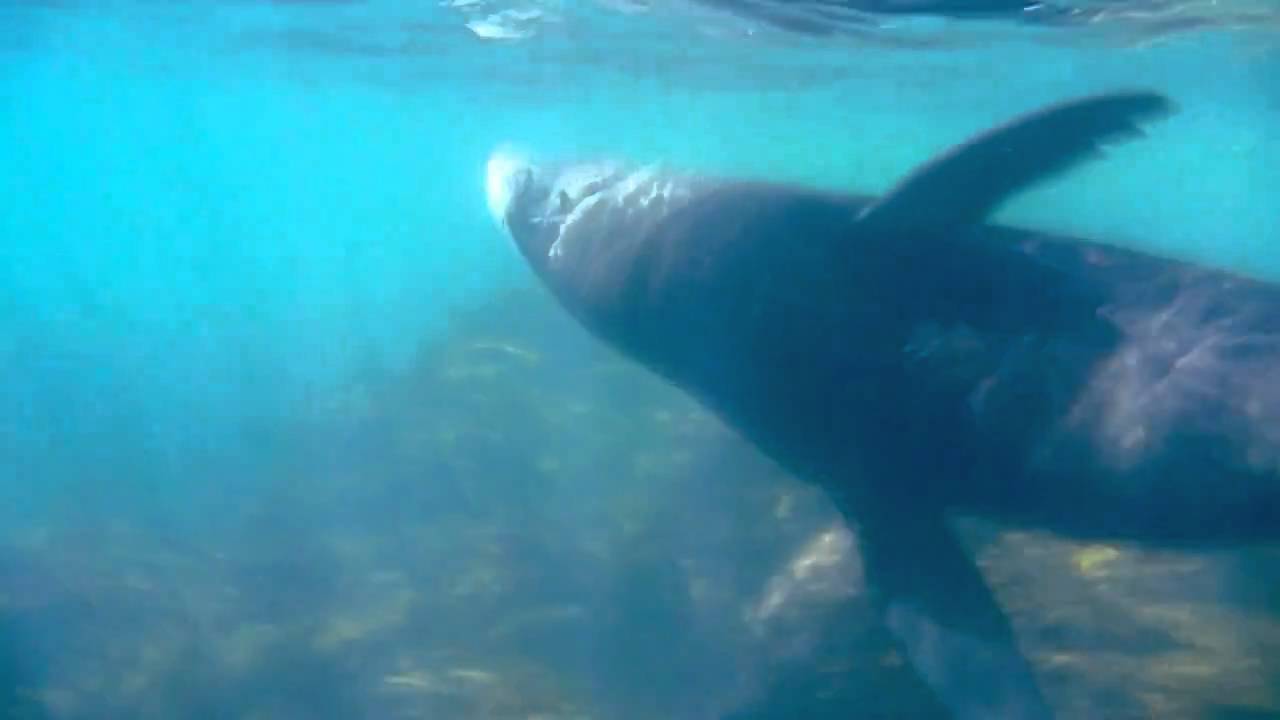 Freediving New Zealand 2010 YouTube