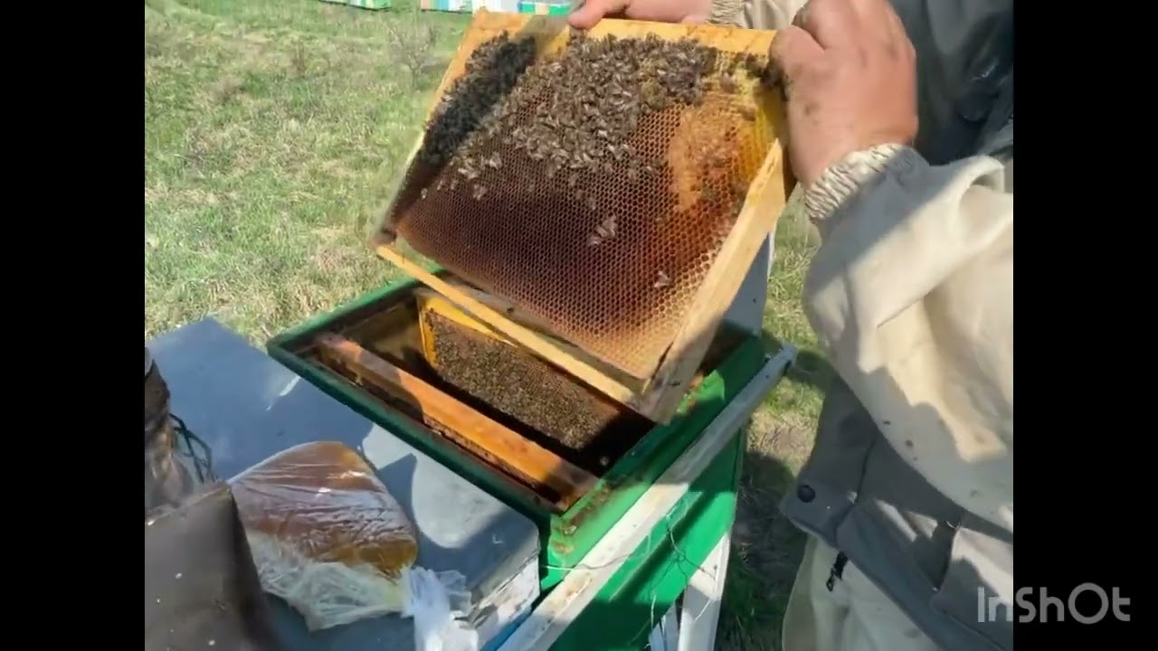 Unificare cu rama,puiet si matca!!22.032023