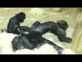 Bonobos lounging about