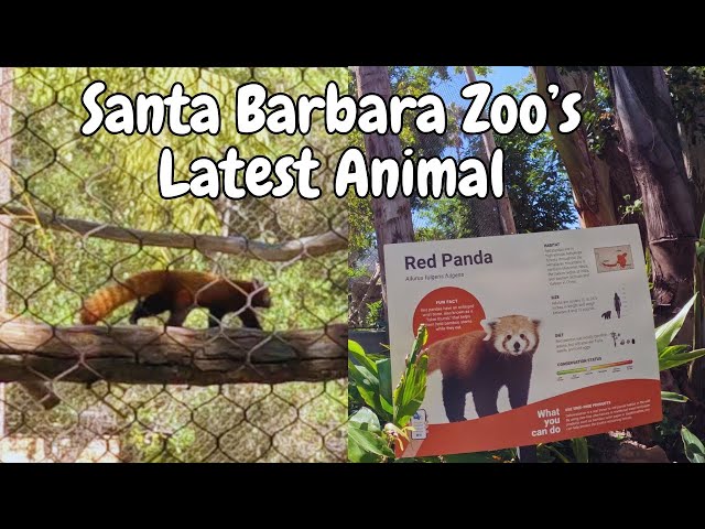 A Red Panda Will Soon Move Into His New Santa Barbara Zoo Habitat