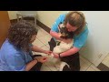 #21. Ветеринарная клиника в штатах. США и животные.