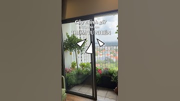 Những cây cảnh trồng ban công giúp nhà bạn thơm tự nhiên #caycanh #sacxanhgarden
