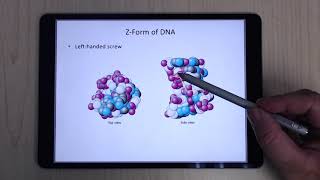 Biochemistry - Ch 4 - DNA and RNA Profile