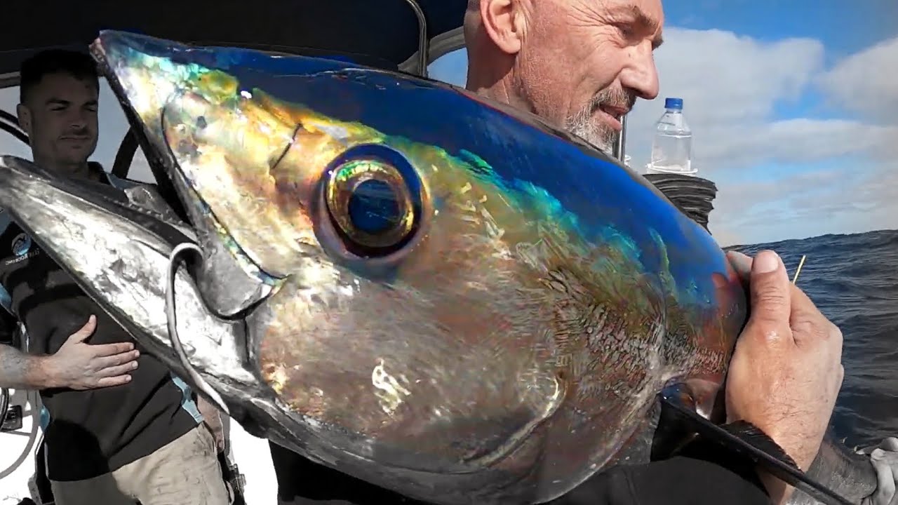 26 TUNA IN ONE SESSION!  See our lure collection!