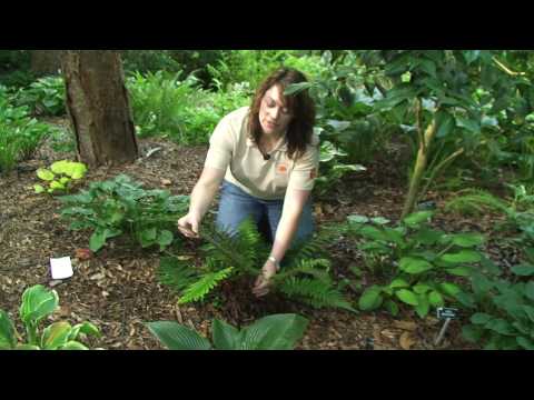 Video: Tanaman Evergreen Tahan Rusa – Menanam Rusa Evergreen Tidak Suka