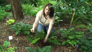 Hardy Evergreen Ferns - Millie Davenport