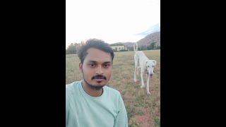 MUDHOL HOUND #Indian dog breed... How to train your dog... basic training.(day 1)