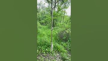 How to make a rope mock scrape #viral #hunting #shorts #deerhunting #nature #outdoors