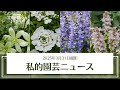 【ご無沙汰しています】私的園芸ニュース（2025年3月31日撮影）