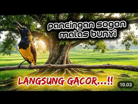 masteran sogon full tembakan isian mewah | mudah ditiru untuk burung sogon bahan dan trotol