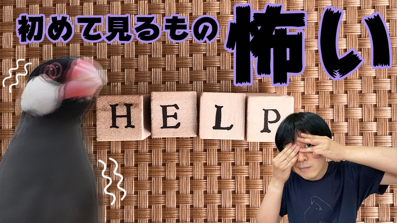 新しく買い替えたケージに慣れてもらうには 5分で解決 鳥くさい相談室 Youtube