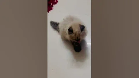 Watch the video about Himalayan kittens ❤️ #cats #persian #himalayancat #shorts (4) Meow billi