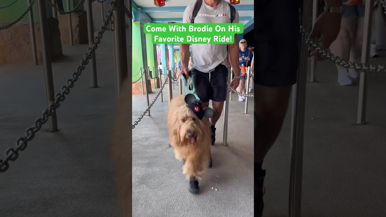 My dog loves this Disney ride! 