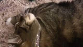 Cats Attack Cap Nip by LostPet FoundPet 374 views 7 years ago 3 minutes, 42 seconds
