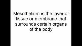 Mesothelium.