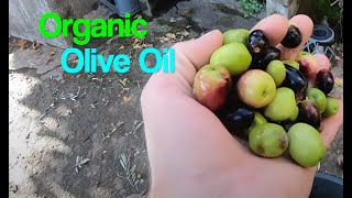 How I Make Olive Oil - Organic Extra Virgin Olive Oil from Our Trees