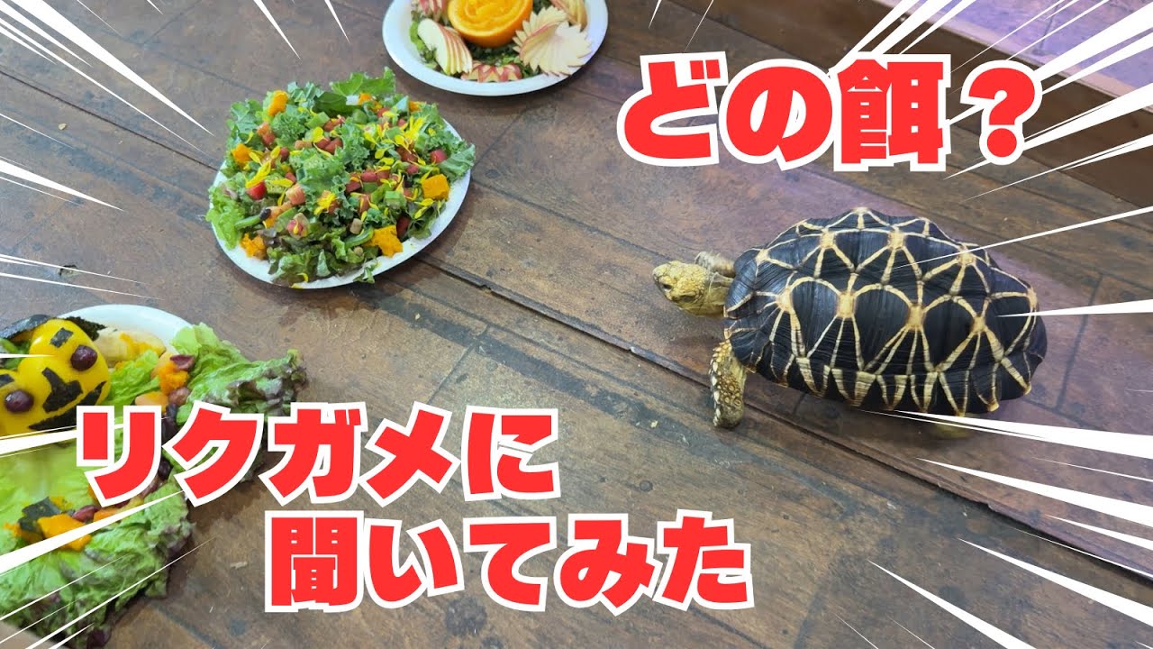 【餌やり】誰の餌が選ばれるのか！？