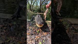 Gator feeding #Gator #Animals #Reptiles ￼