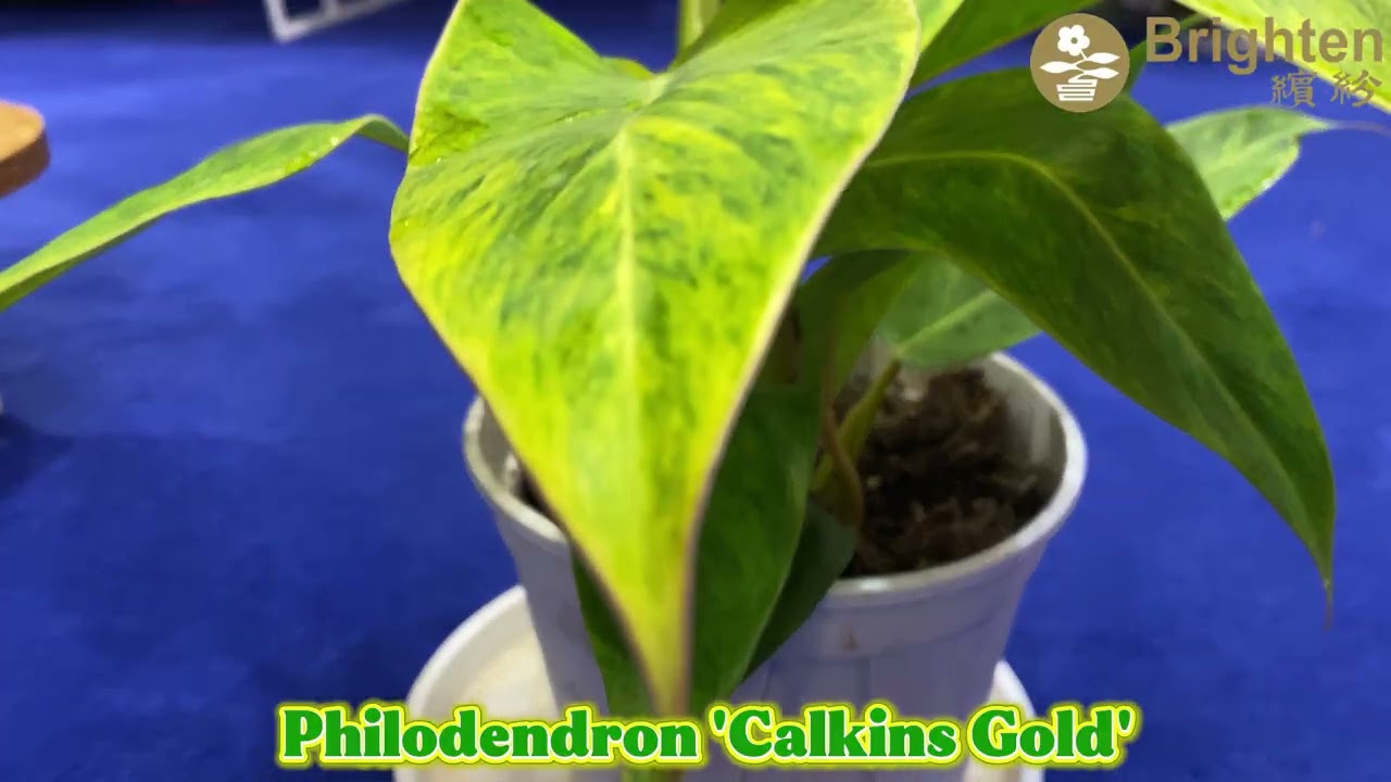 Come and see what plant varieties we have hidden in our Brighten showroom!