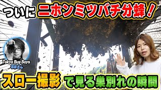 【昆虫スロー】ついに分蜂ニホンミツバチの巣別れの瞬間をスローモーションでTokyo Bug Boys × 週末養蜂