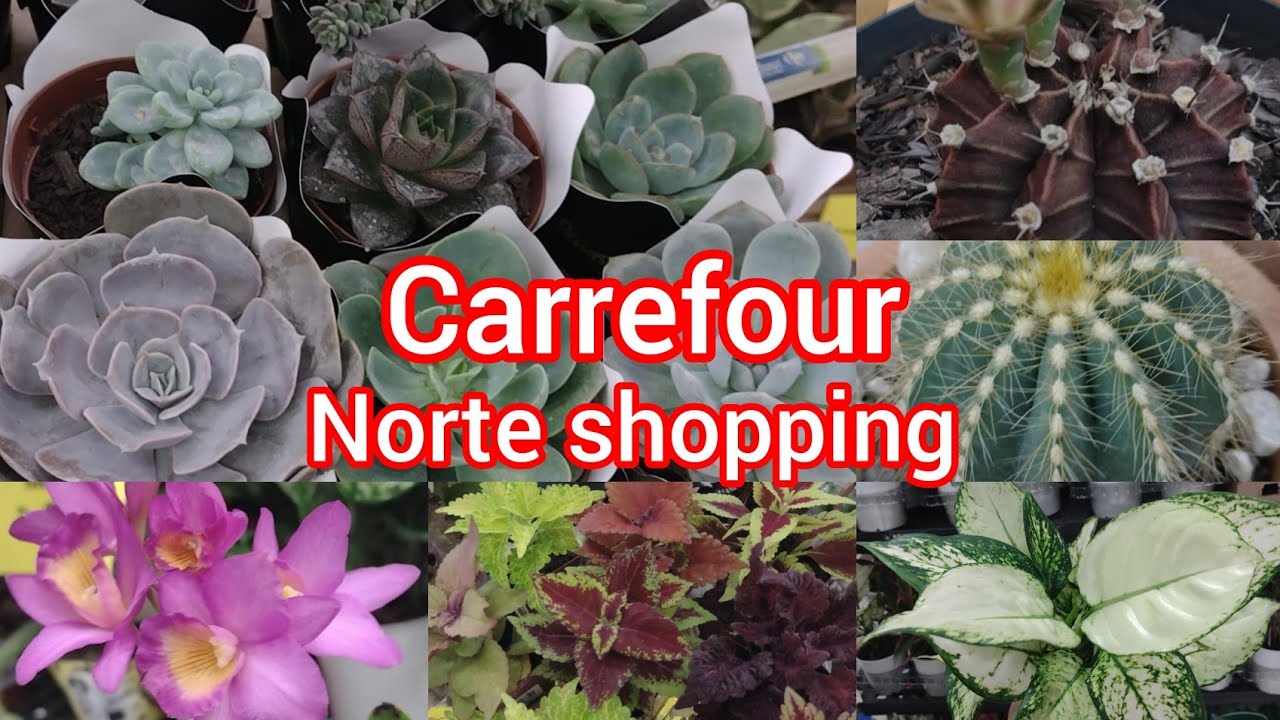 Chegou!Plantas no mercado Carrefour!#viral #plantas#viralyoutubevideo#flores#cactus#casa #suculentas