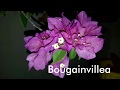 Best Perennial Summer Flowering Plants || गर्मी में फूल देने वाले सदाबाहार पौधे || Fun Gardening Best Perennial Summer Flowering Plants || गर्मी में फूल देने वाले सदाबाहार पौधे || Fun Gardening