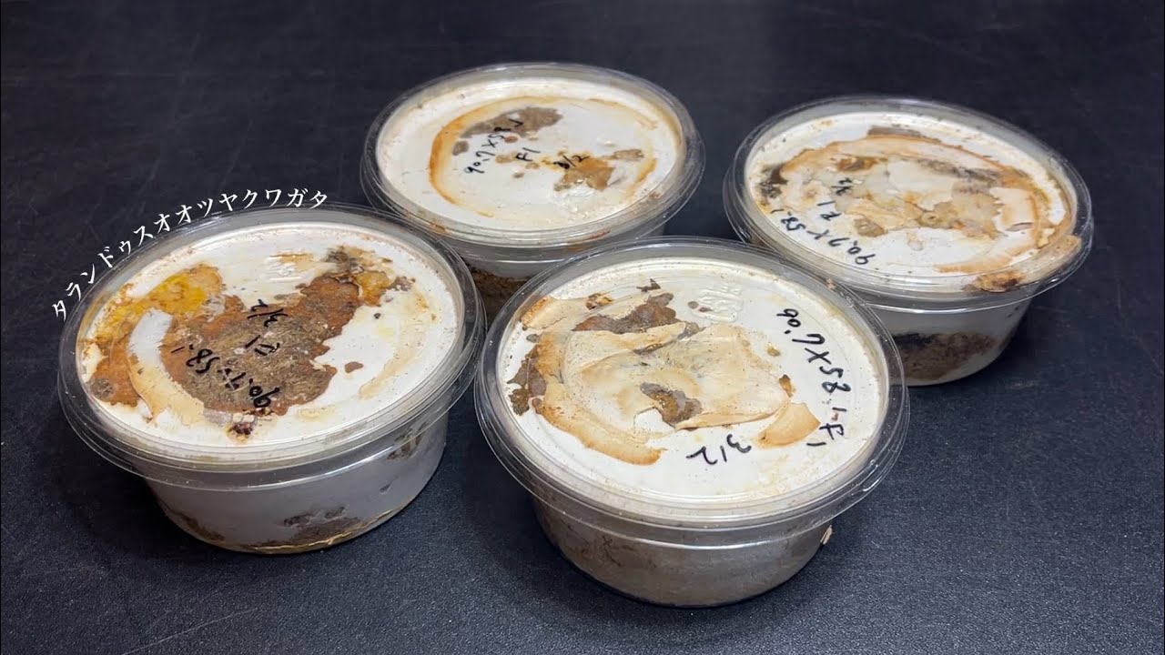 タランドゥスオオツヤクワガタの幼虫体重測定とボトル投入【クワガタ飼育】