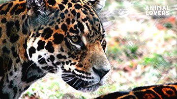 Jaguar The True King of the Jungle || Animal Videos