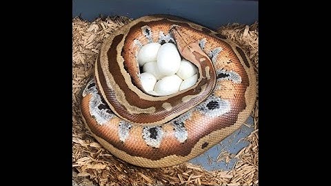 First Blood Python Clutch of the Year! - Genetics, Nidovirus (Serpentovirus), and incubation 101.